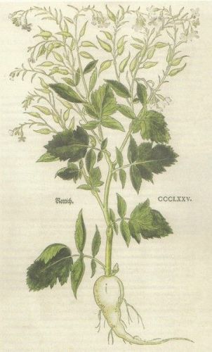 Raphanus sativus - редька посевная